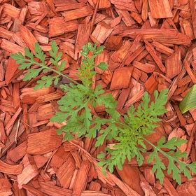 Photo of the plant species Annual Ragweed by @FunComet51 named Rainier on Greg, the plant care app