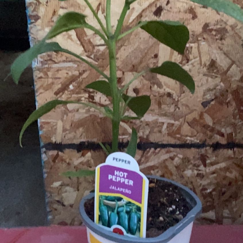 Photo of the plant species Jalepeno by @HeirAlula16 named Tim on Greg, the plant care app