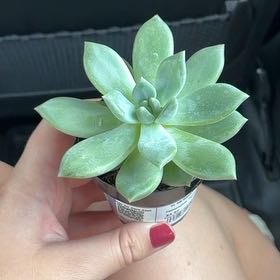 Photo of the plant species Pachyphytum 'Aquamarine' by @CertainAcajou34 named Clearance (Roundup) on Greg, the plant care app