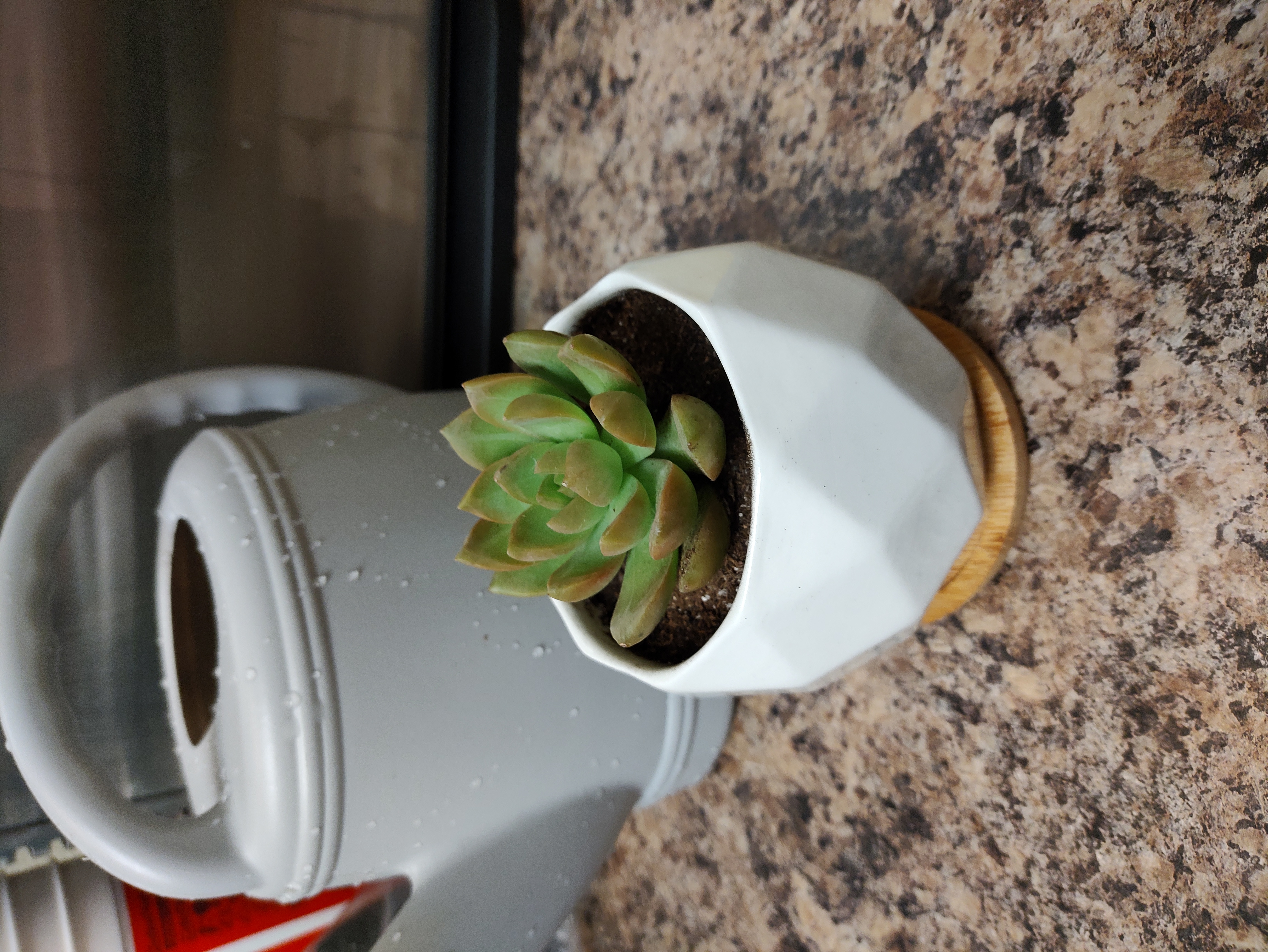 Graptosedum 'Copper Glow' succulent in a white geometric pot on a countertop.