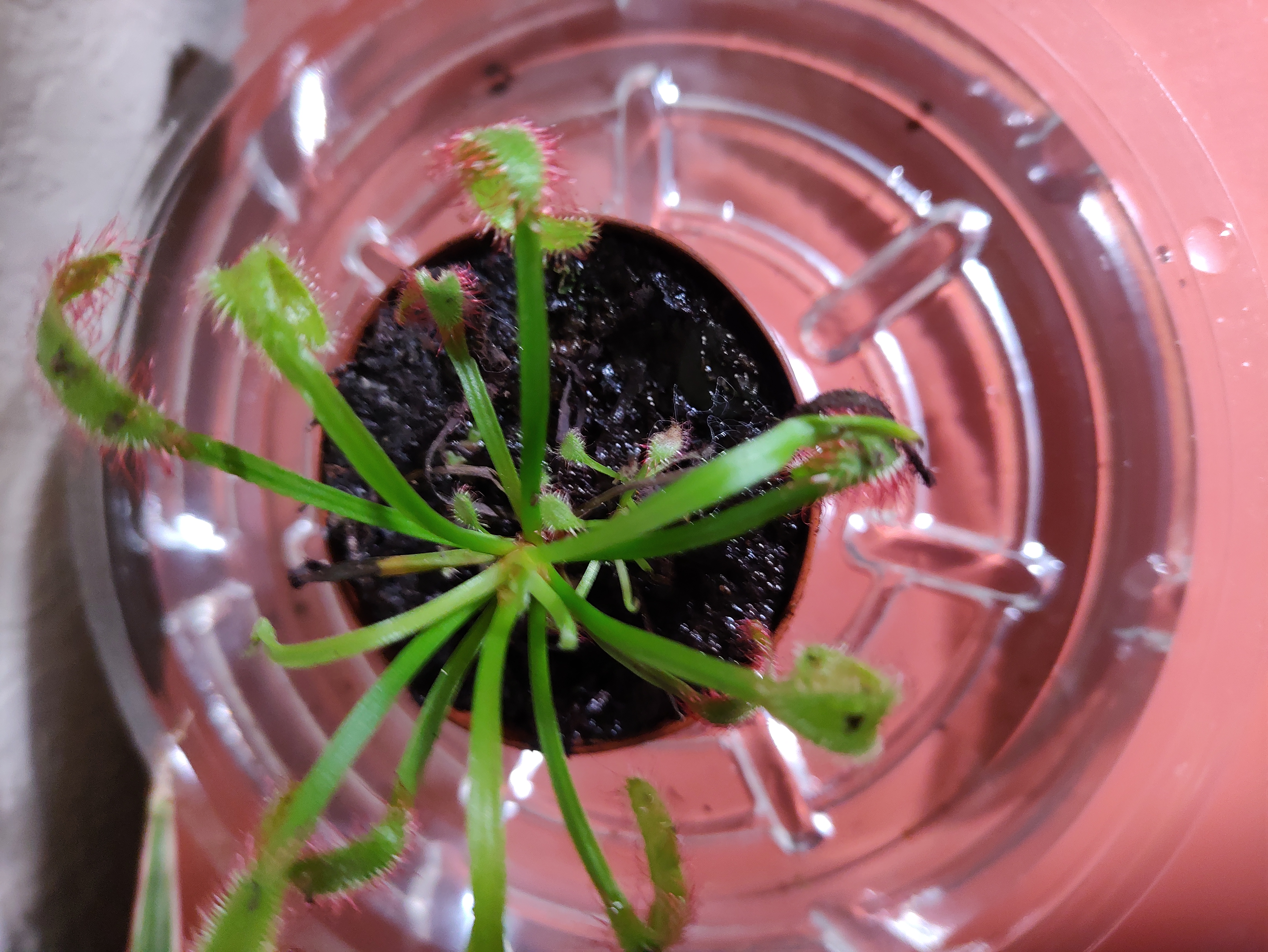 Cape Sundew plant in a small pot with visible soil and healthy green leaves with red tips.