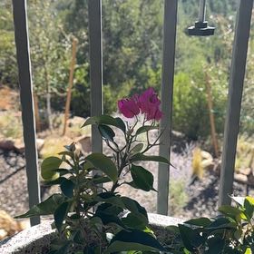 Photo of the plant species Lesser Bougainvillea by @ZealfulChilli70 named Shakira on Greg, the plant care app