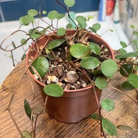 Photo of the plant species Peperomia 'Pepperspot' by @LordBetel84 named Scarlett on Greg, the plant care app