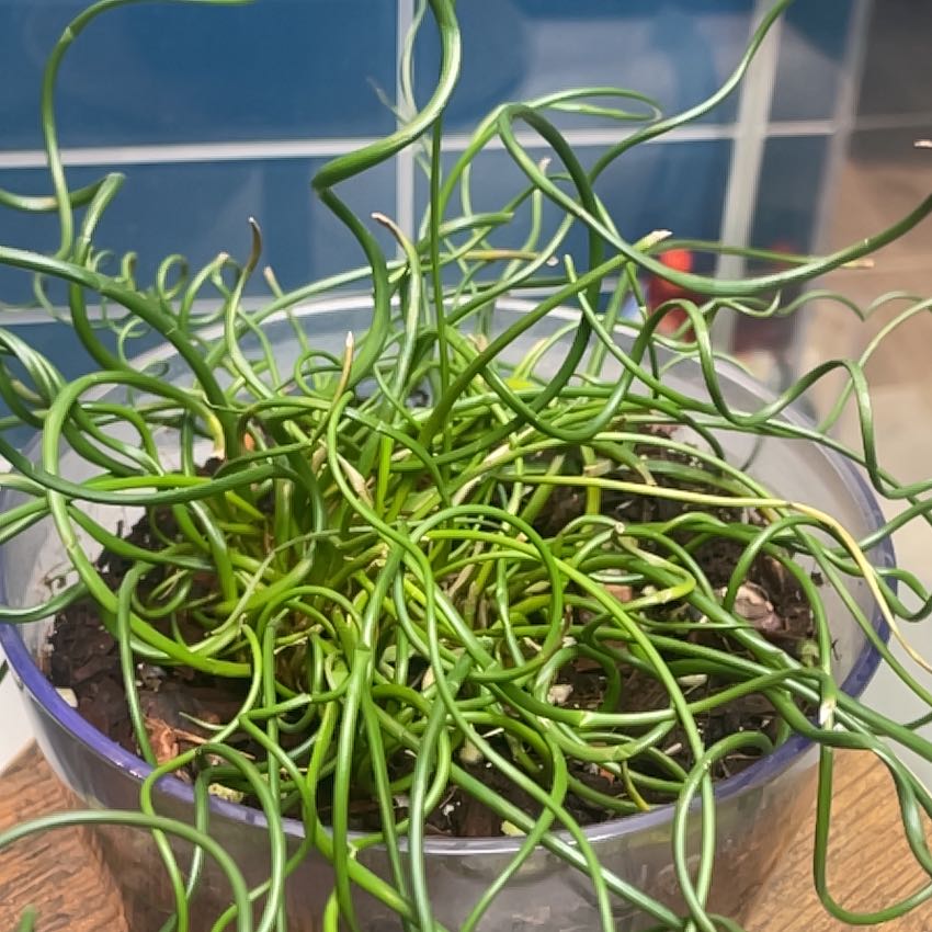 Photo of the plant species Corkscrew Rush by @LordBetel84 named Demi on Greg, the plant care app