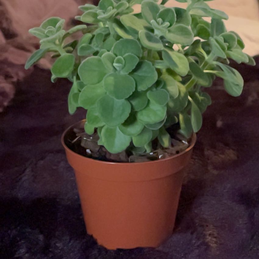 Photo of the plant species Vick's Plant by @LordBetel84 named Lola on Greg, the plant care app