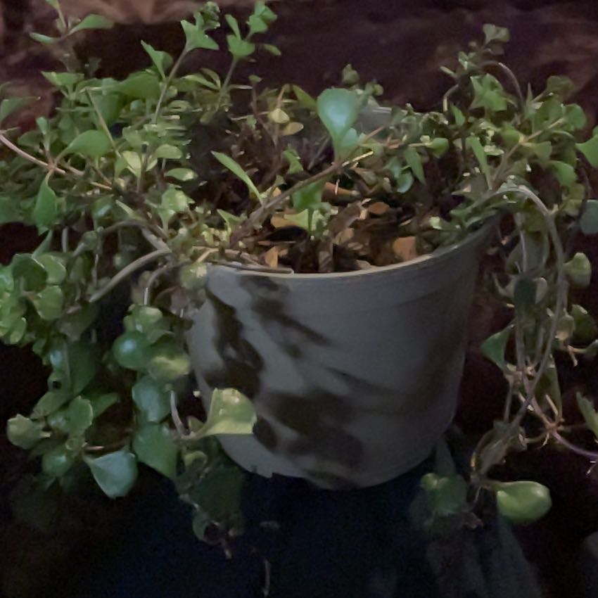 Photo of the plant species Dragons Blood Sedum by @LordBetel84 named Robert on Greg, the plant care app