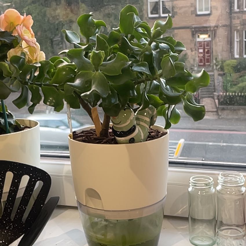 Photo of the plant species Curly Jade Succulent by @LordBetel84 named Plato on Greg, the plant care app