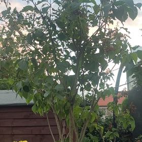 Photo of the plant species Lilac by @LordBetel84 named Lila on Greg, the plant care app