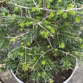 Photo of the plant species Caucasian Fir by @LordBetel84 named Tobias on Greg, the plant care app