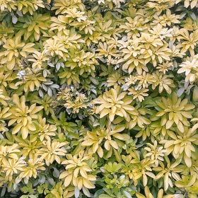 Photo of the plant species Mexican Orange Blossom by @LordBetel84 named Gomez on Greg, the plant care app