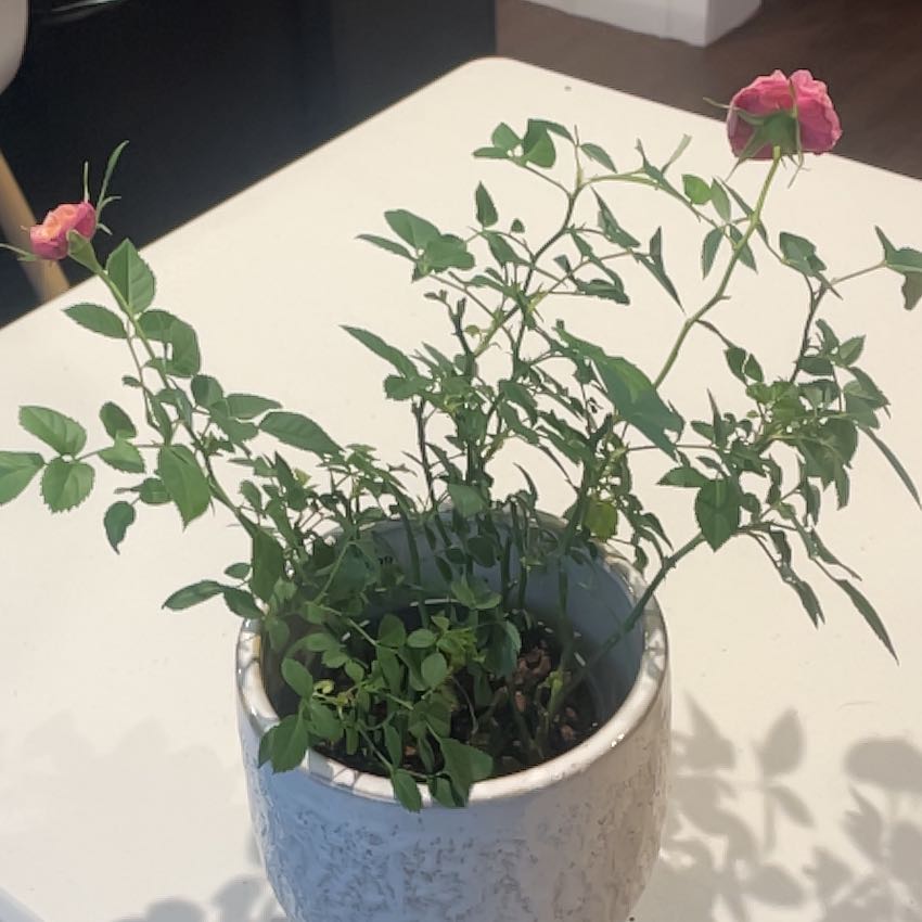 Photo of the plant species Hybrid Tea Rose by @LordBetel84 named Naomi on Greg, the plant care app