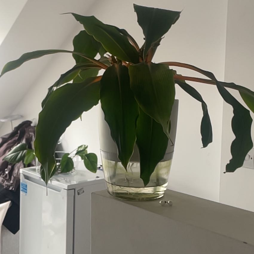 Photo of the plant species Chlorophytum 'Fire Flash' by @LordBetel84 named Daphne on Greg, the plant care app