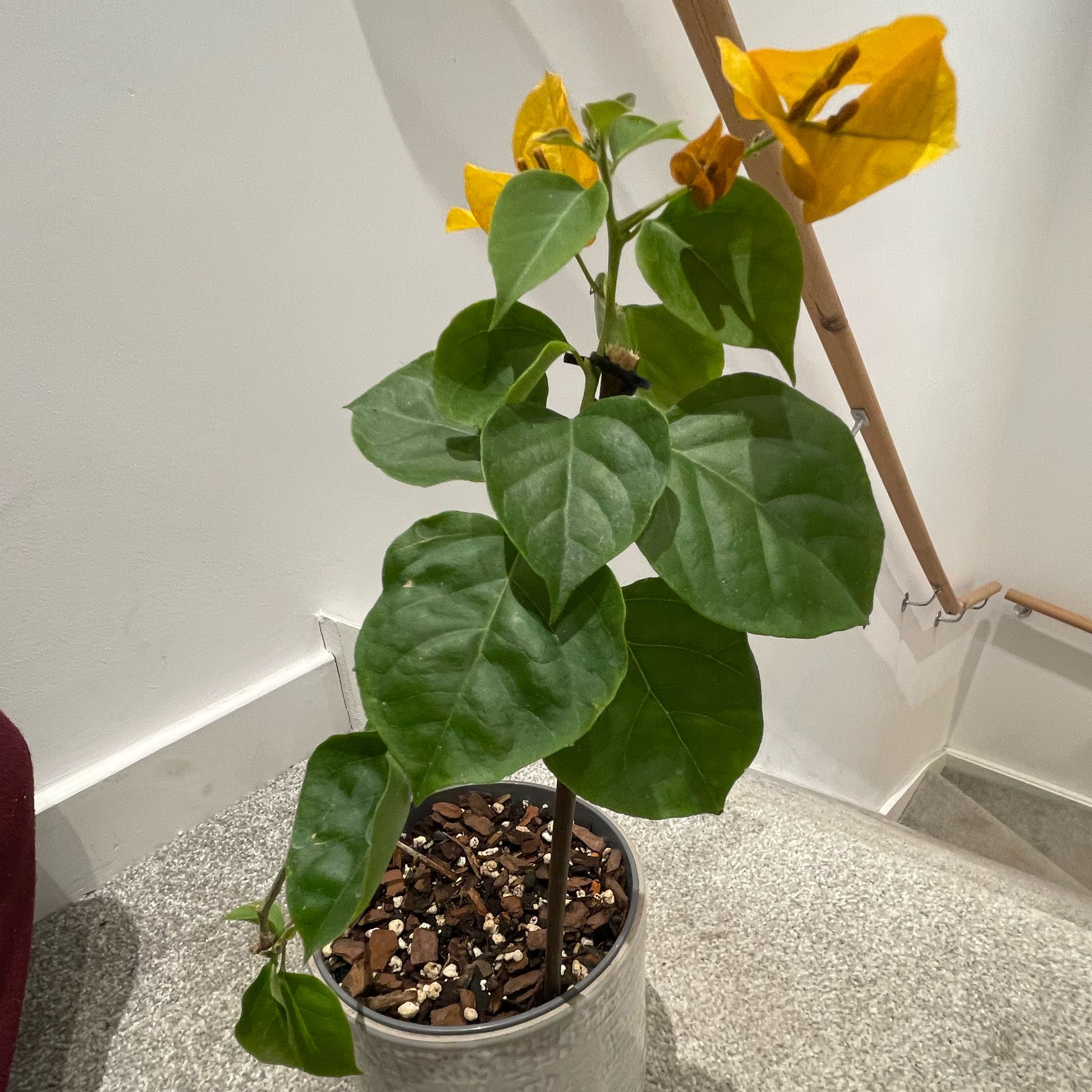 Photo of the plant species Lesser Bougainvillea by @LordBetel84 named Delilah on Greg, the plant care app
