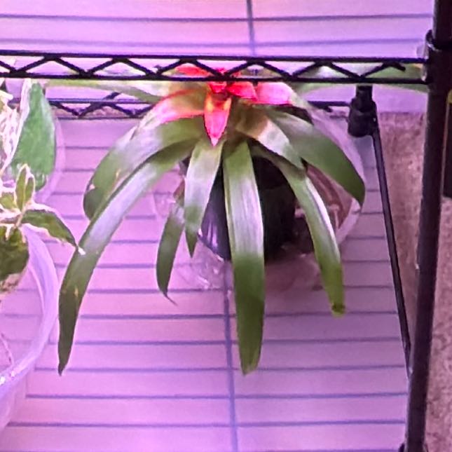 Photo of the plant species bromilad by @LavishBorage7 named Oscar on Greg, the plant care app