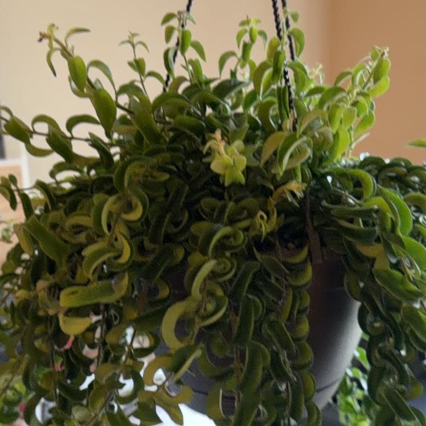 Photo of the plant species Twisted Lipstick Plant by @QueenRedpine27 named Bigleef Smalls on Greg, the plant care app