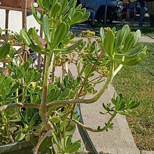 Photo of the plant species Tree Stonecrop by @ShinyLoquat26 named McKinley on Greg, the plant care app