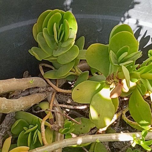Photo of the plant species Pig's Ear by @ShinyLoquat26 named Sigmund on Greg, the plant care app