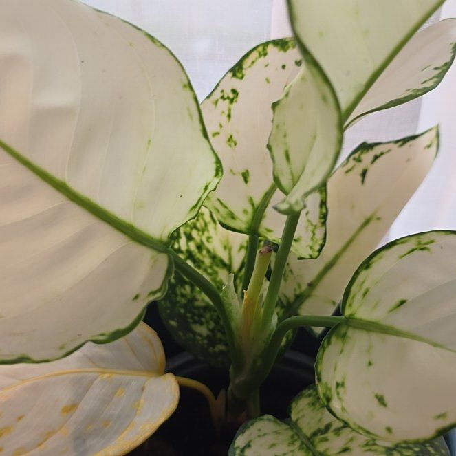 Photo of the plant species White Rain Chinese Evergreen by @ValidBreadnut88 named Aglaonema White Joy on Greg, the plant care app