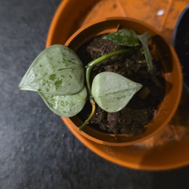 Photo of the plant species Hoya krohniana by @ValidBreadnut88 named Hoja eskimo on Greg, the plant care app