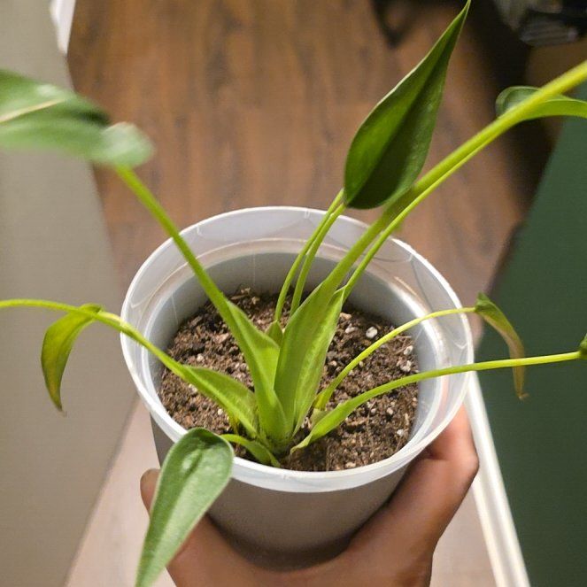 Photo of the plant species Tiny Dancer by @ValidBreadnut88 named Einstein on Greg, the plant care app