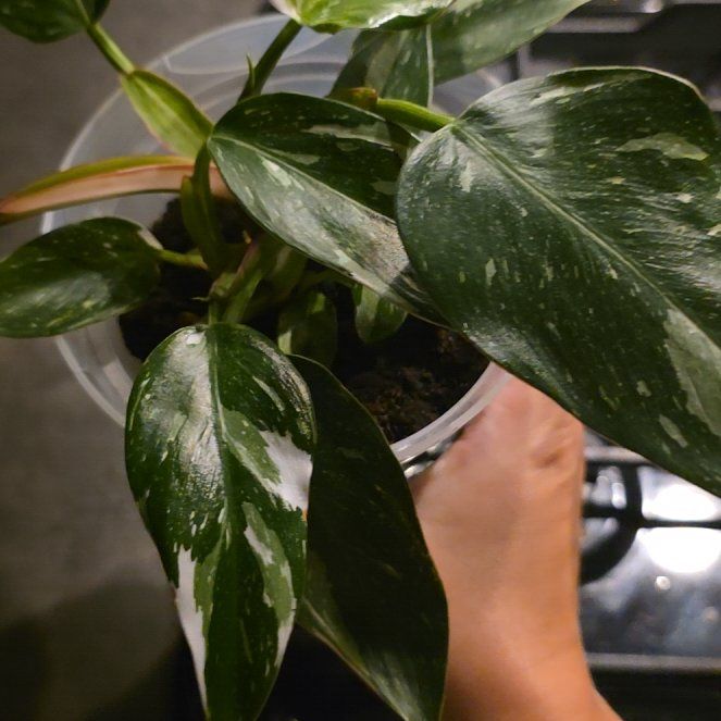 Photo of the plant species philodendron white princess by @ValidBreadnut88 named Filodendron White Princess on Greg, the plant care app