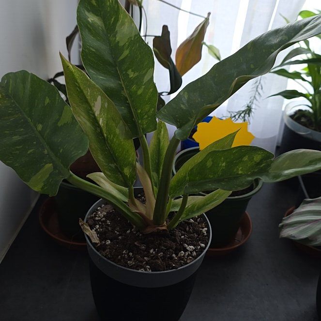 Photo of the plant species Philodendron Ring Of Fire by @ValidBreadnut88 named Filodendron Ring of fire on Greg, the plant care app