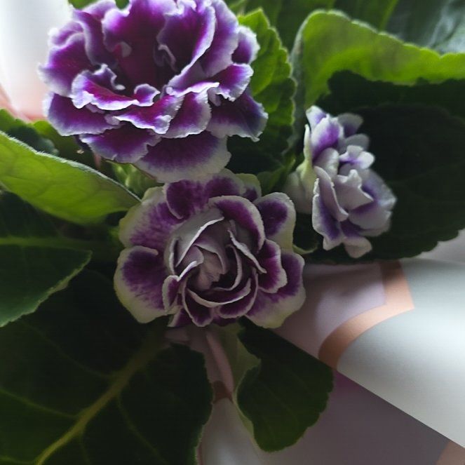 Photo of the plant species Florist's gloxinia by @ValidBreadnut88 named Curie on Greg, the plant care app
