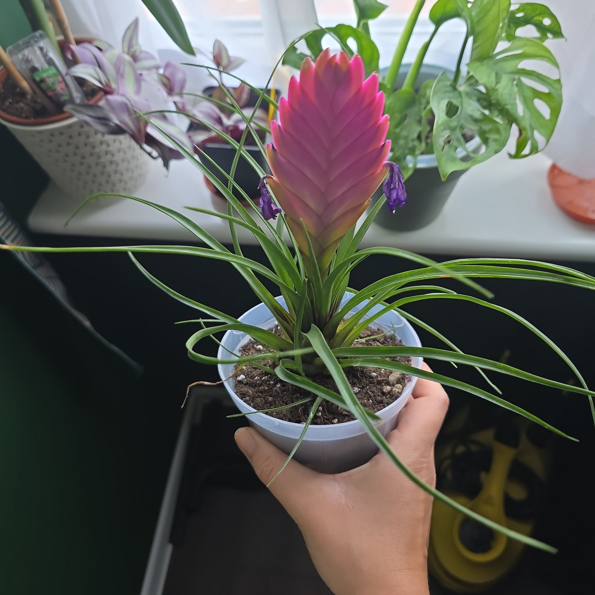 Photo of the plant species Pink Quill by @ValidBreadnut88 named Oplątwa niebieskawa on Greg, the plant care app