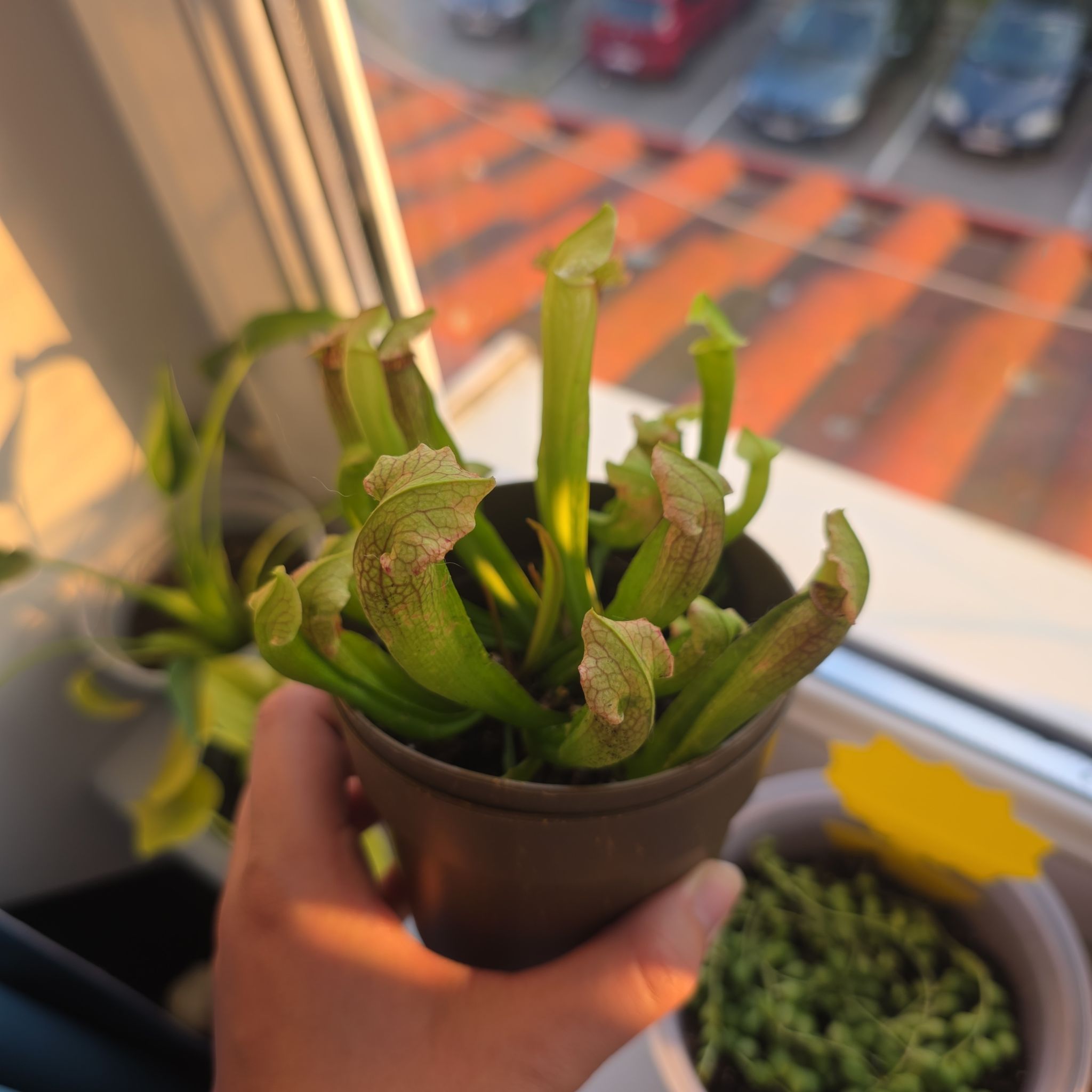 Photo of the plant species Yellow Trumpets by @ValidBreadnut88 named Kapturnica on Greg, the plant care app