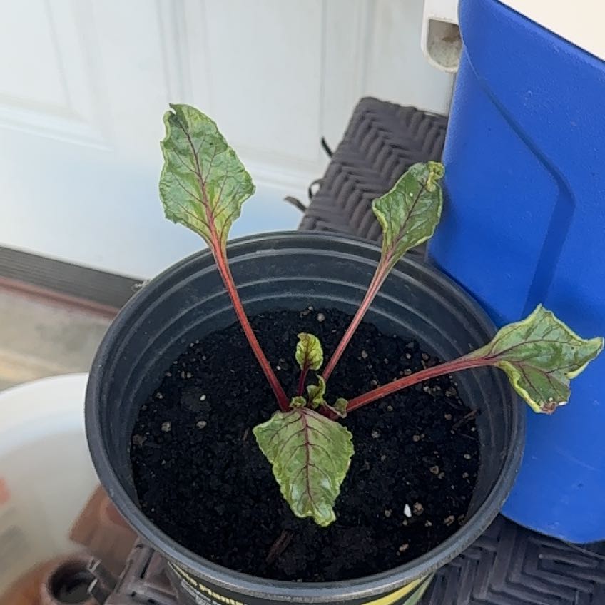 Photo of the plant species Common Beet by @WhollyMizuna76 named Sage on Greg, the plant care app