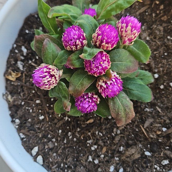 Photo of the plant species Giant Crego Aster by @FancyMira6 named Elle on Greg, the plant care app