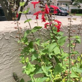 Photo of the plant species Blood Sage by @BeefyCamphor2 named Kardashian on Greg, the plant care app