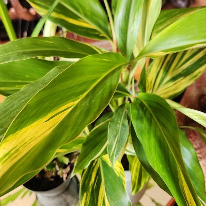 Photo of the plant species Variegated Shell Ginger by @TopJuneplum13 named Remington on Greg, the plant care app