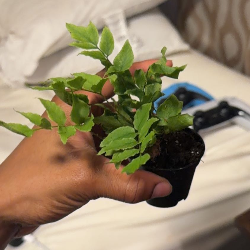 Photo of the plant species House Holly-Fern by @TopPlanera38 named Eva on Greg, the plant care app
