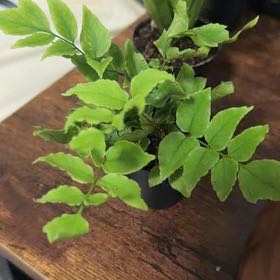 Photo of the plant species House Holly-Fern by @TopPlanera38 named Maya on Greg, the plant care app
