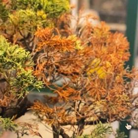 Photo of the plant species Silky Oak by @RadHautree74 named Achilles on Greg, the plant care app
