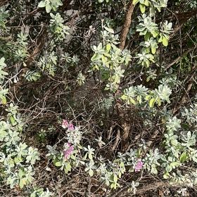 Photo of the plant species Texas Barometer Bush by @ProLuckycoin16 named Zeus on Greg, the plant care app