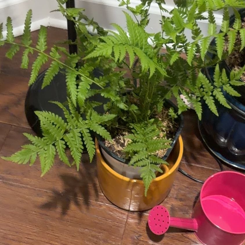 Photo of the plant species Male-Fern by @BullishFord11 named Beyonce on Greg, the plant care app