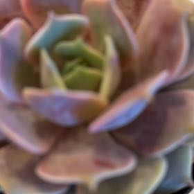 Photo of the plant species Echeveria 'Pink Diamond' by @PromptSeaoxeye named Pink Diamond on Greg, the plant care app