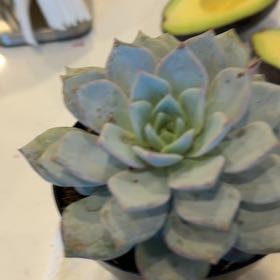 Photo of the plant species Peacock Echeveria by @PromptSeaoxeye named Peacockii on Greg, the plant care app