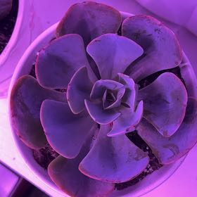 Photo of the plant species Echeveria 'Blue Sky' by @AdeptBaybean5 named Oscar on Greg, the plant care app