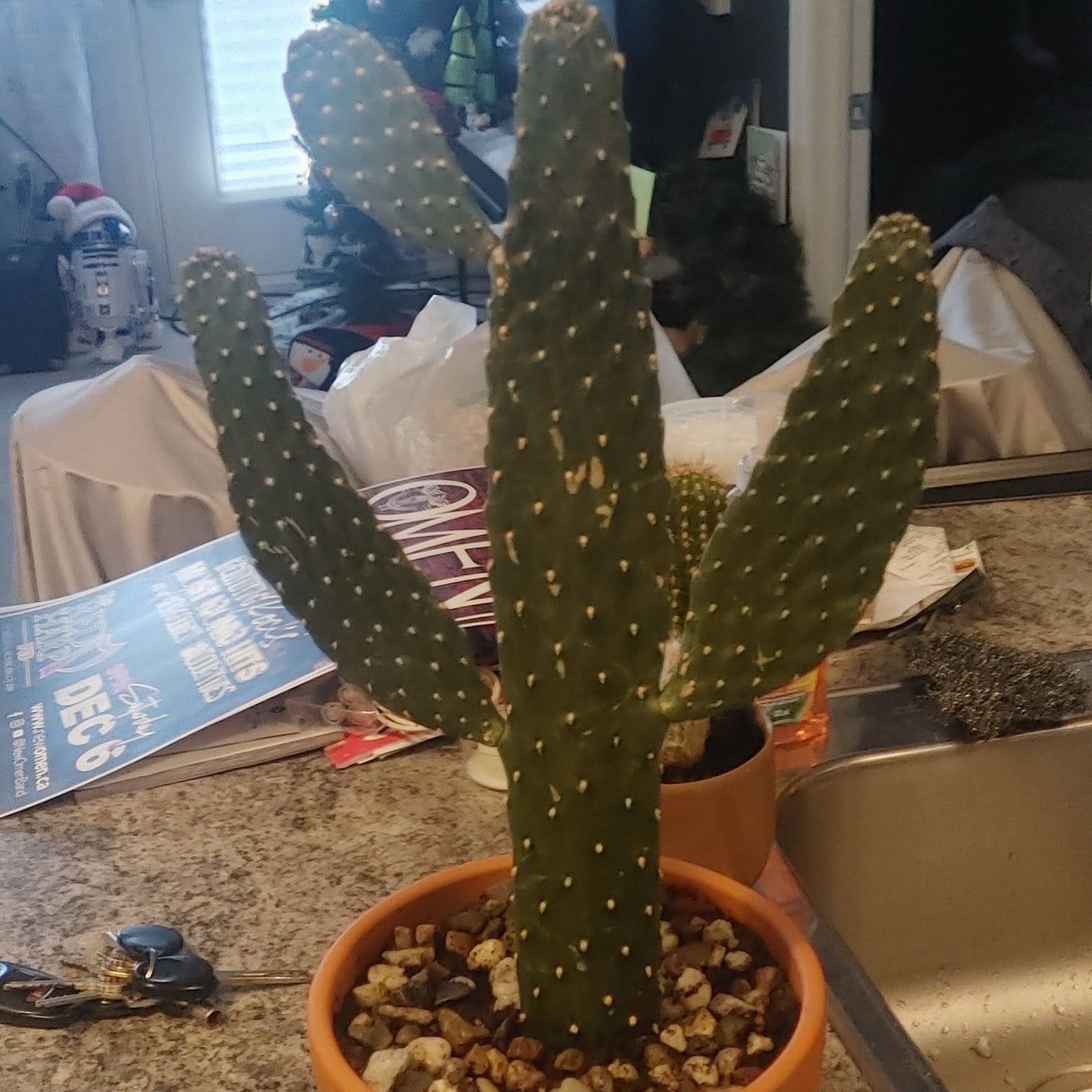 Photo of the plant species Road Kill Cactus by @CactiCiaran named Finn on Greg, the plant care app