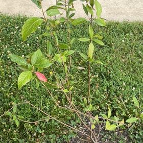Photo of the plant species Cornus Alba by @ExuberantRosea2 named Kardashian on Greg, the plant care app