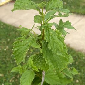 Photo of the plant species Arrowwood Viburnum by @ExuberantRosea2 named Curie on Greg, the plant care app