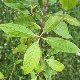 Photo of the plant species Laurustinus by @ExuberantRosea2 named Lavender on Greg, the plant care app
