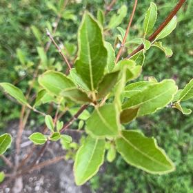 Photo of the plant species Laurustinus by @ExuberantRosea2 named McKinley on Greg, the plant care app