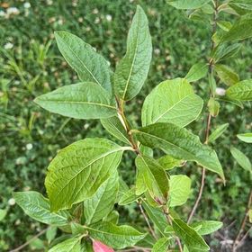 Photo of the plant species Common Sassafras by @ExuberantRosea2 named Dax on Greg, the plant care app