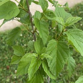 Photo of the plant species Atlantic Ninebark by @ExuberantRosea2 named Drake on Greg, the plant care app