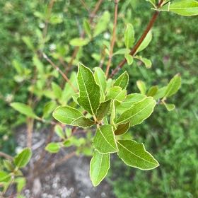 Photo of the plant species Laurustinus by @ExuberantRosea2 named Sage on Greg, the plant care app