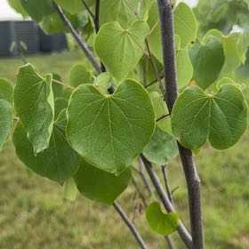 Photo of the plant species Western Redbud by @ExuberantRosea2 named Duke on Greg, the plant care app
